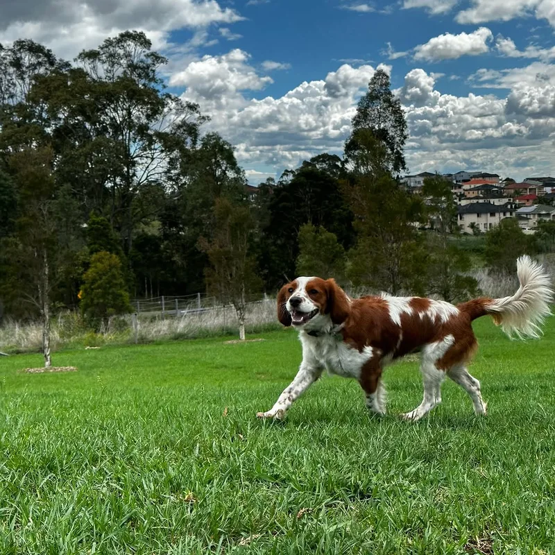 Dog Walking W Madi project 5