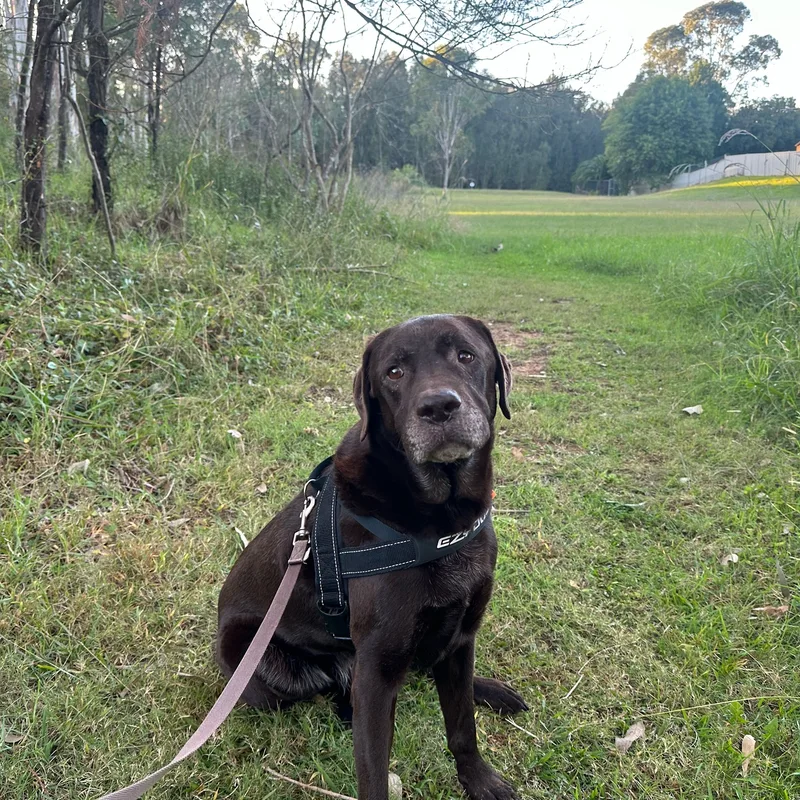 Dog Walking W Madi at work