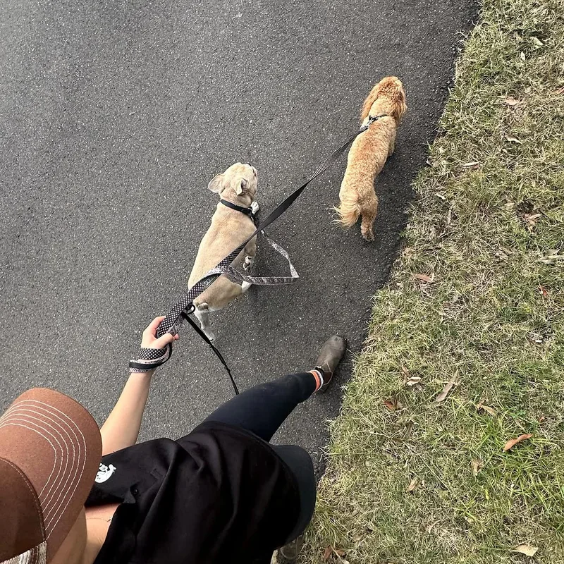 Dog Walking W Madi at work
